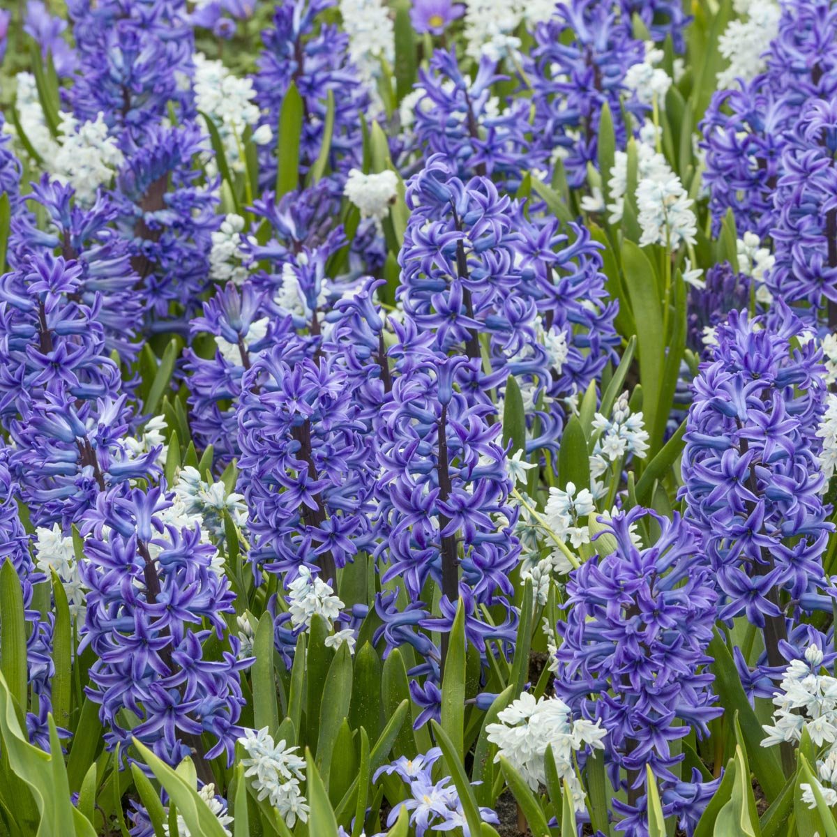 Puschkinia scilloides var. libanotica - Spring specialty bulbs - Fluwel