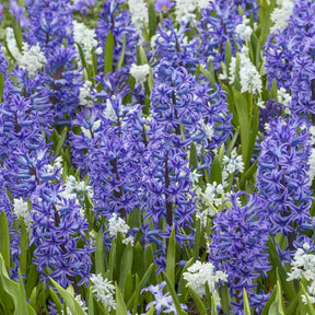 Puschkinia scilloides var. libanotica - Spring specialty bulbs - Fluwel