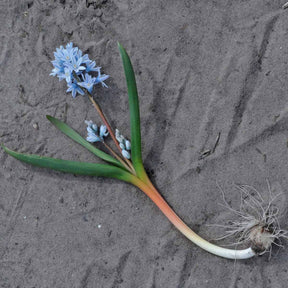 Puschkinia scilloides var. libanotica - Spring specialty bulbs - Fluwel