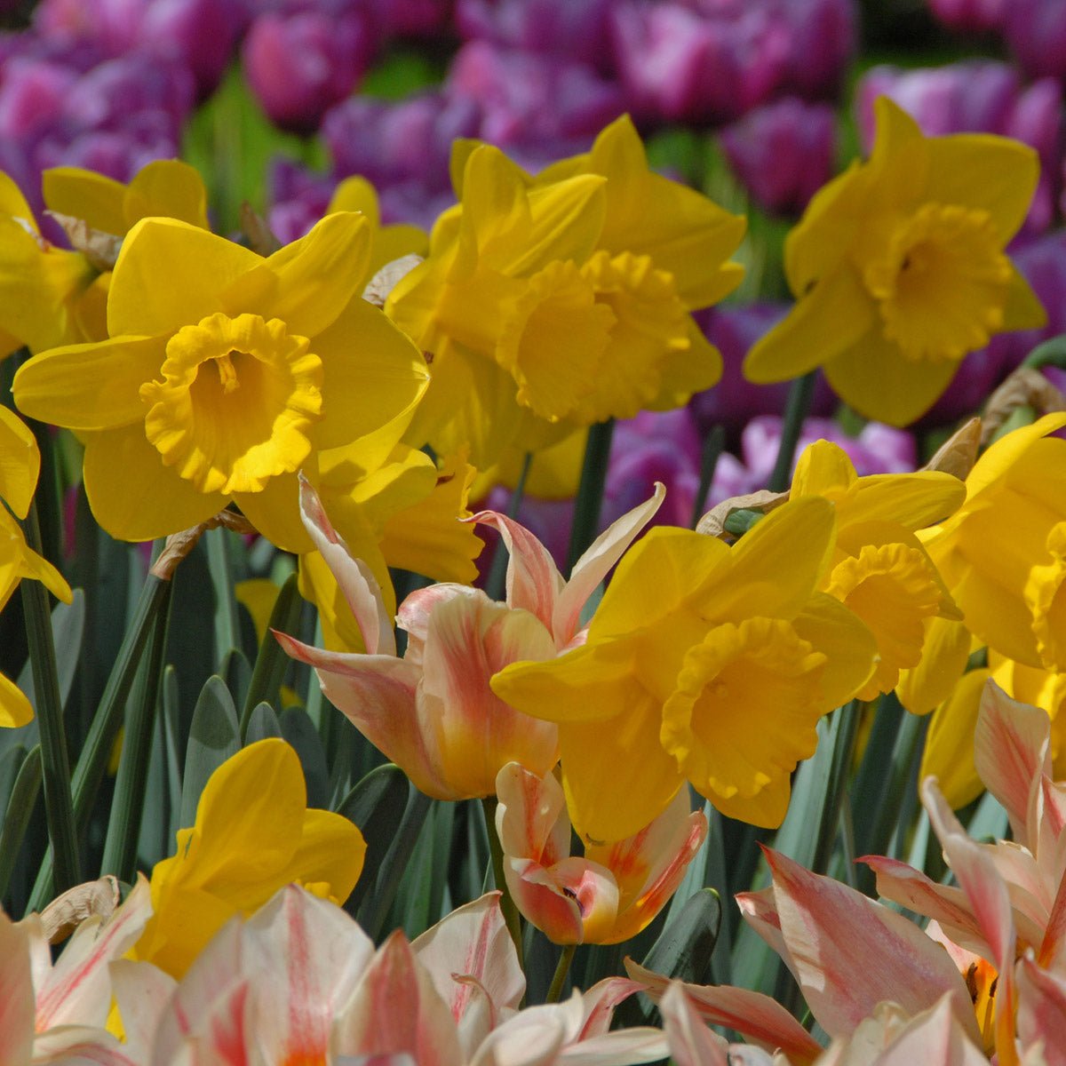 Queen Beatrix - Narcissus - Fluwel