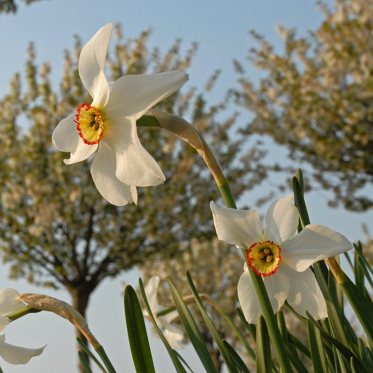 Recurvus - Narcissus - Fluwel