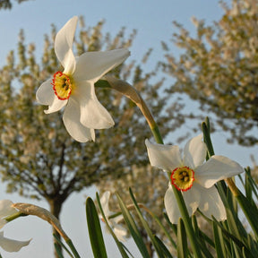 Recurvus - Narcissus - Fluwel