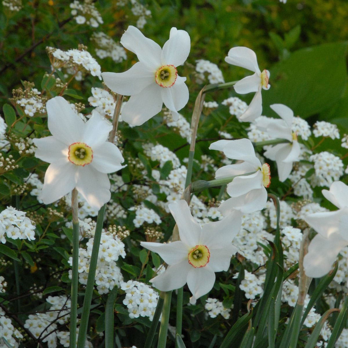 Recurvus - witte Poeticus narcis - Fluwel