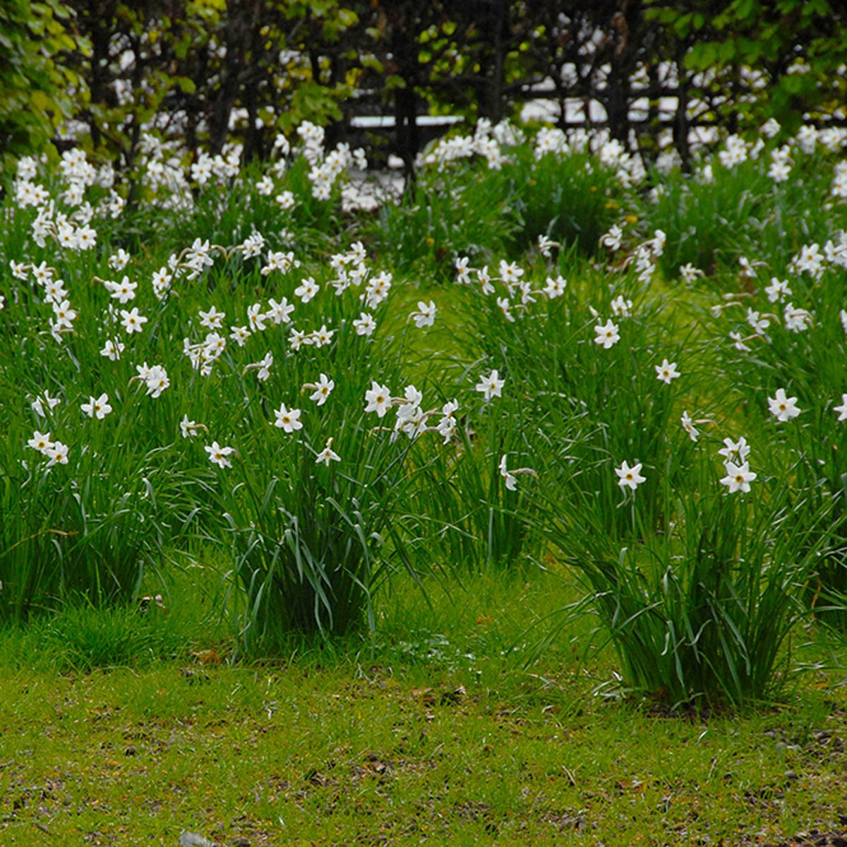 Recurvus - witte Poeticus narcis - Fluwel