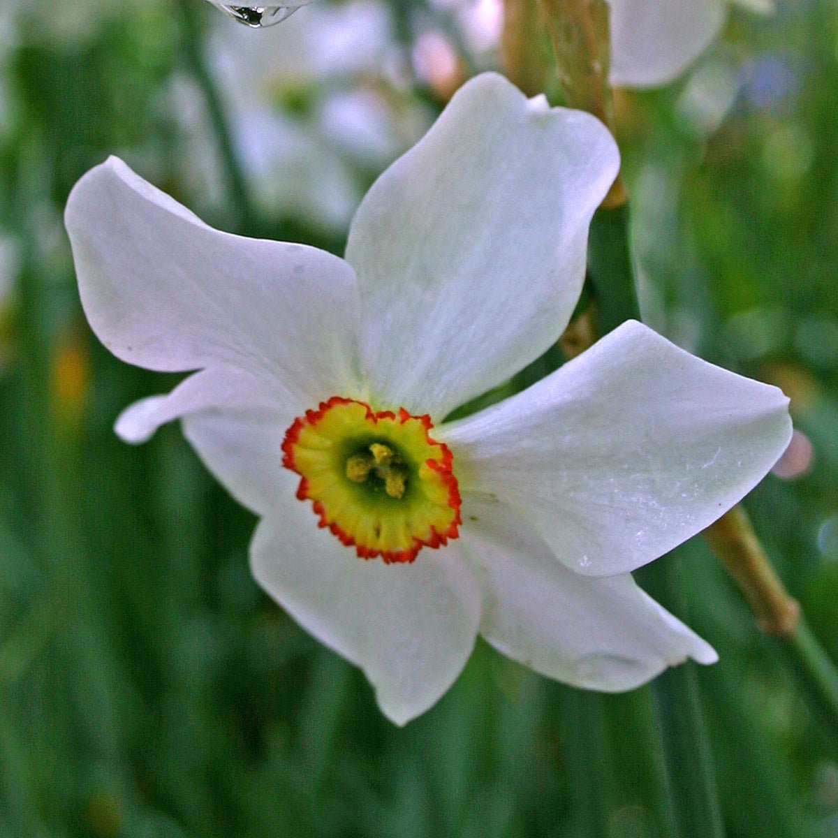 Recurvus - witte Poeticus narcis - Fluwel