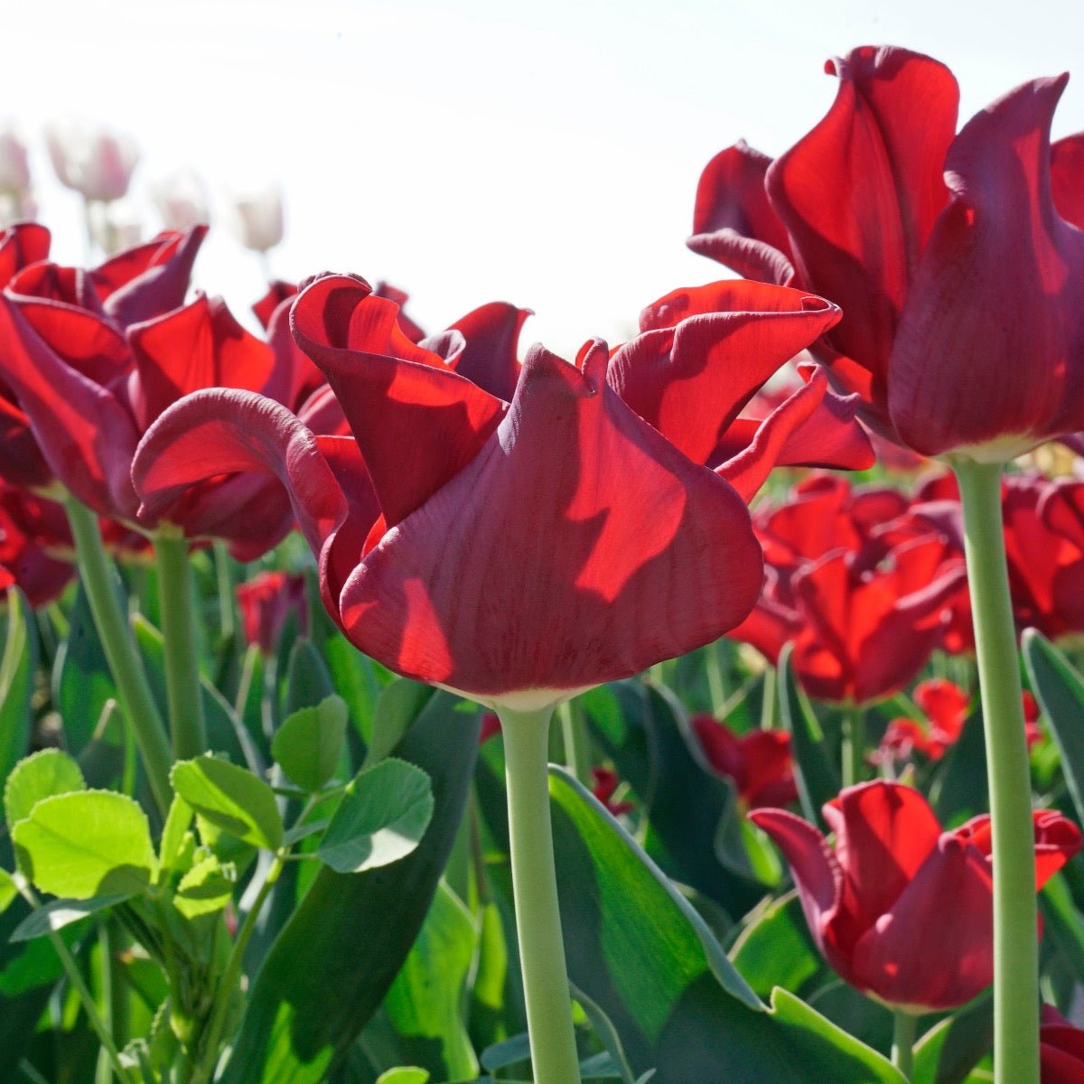 Red Dress - Tulips - Fluwel