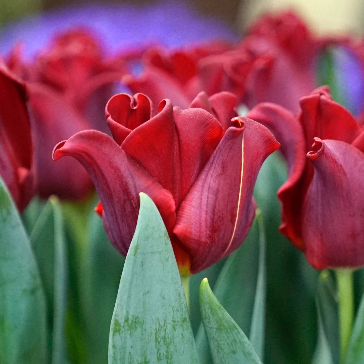 Red Dress - Tulips - Fluwel