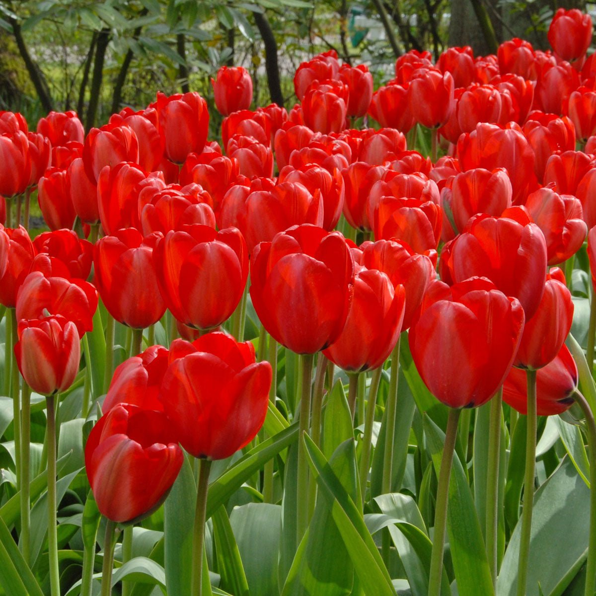 Red Impression - Tulips - Fluwel