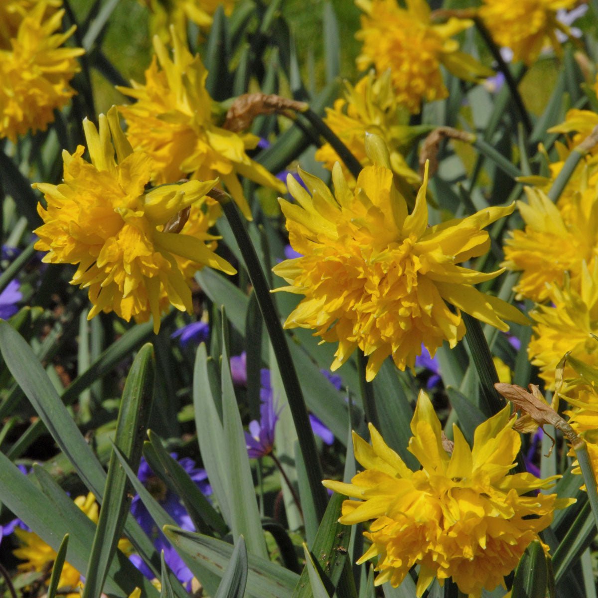 Rip van Winkle - gele Double narcis - Fluwel