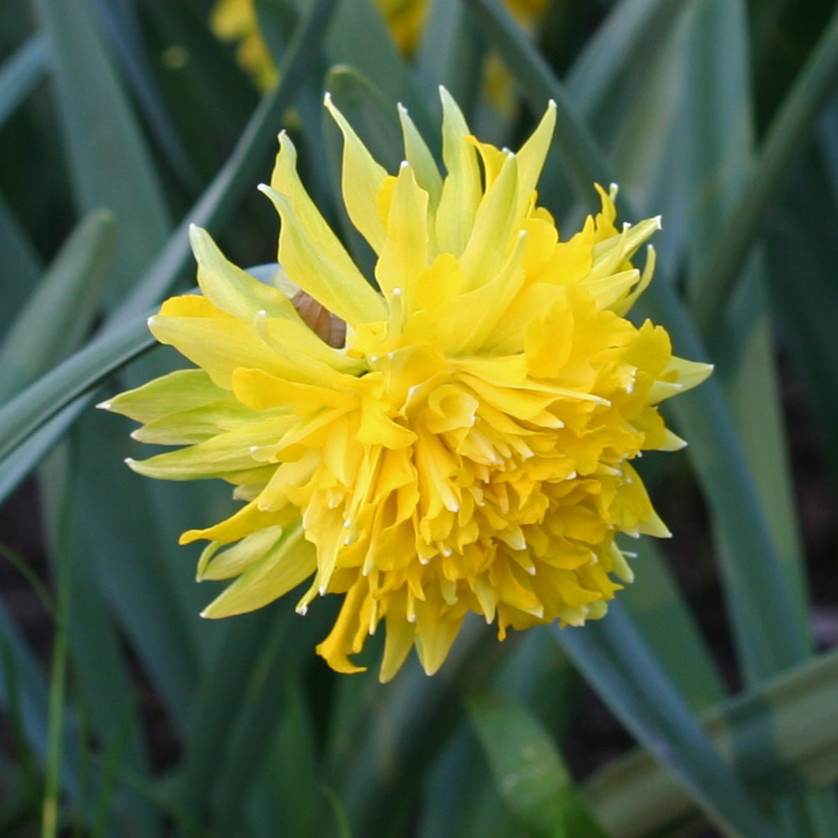 Rip van Winkle - gele Double narcis - Fluwel