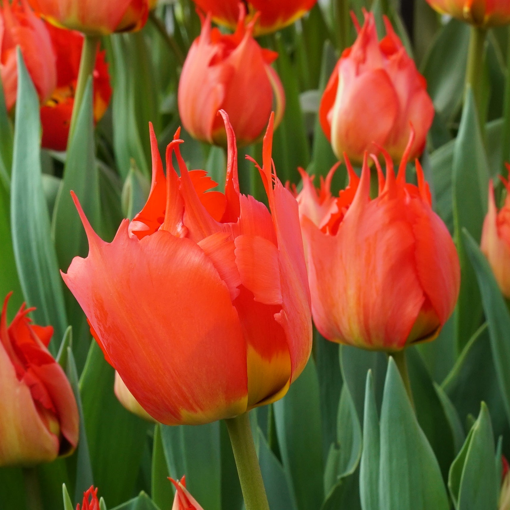 Robbedoes - Tulips - Fluwel