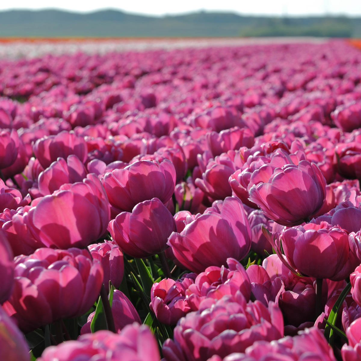 Rosy Diamond - Tulips - Fluwel