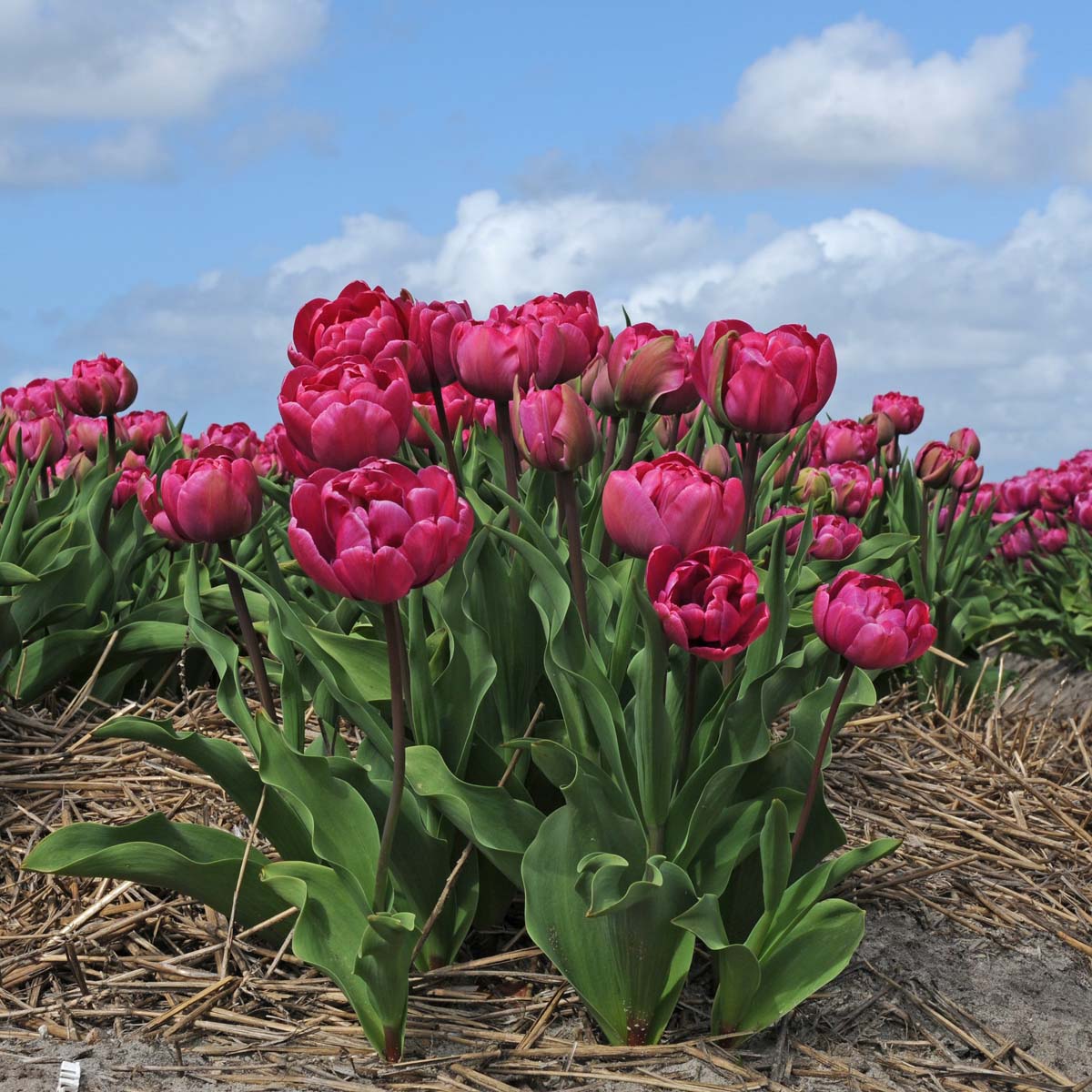 Rosy Diamond - Tulips - Fluwel