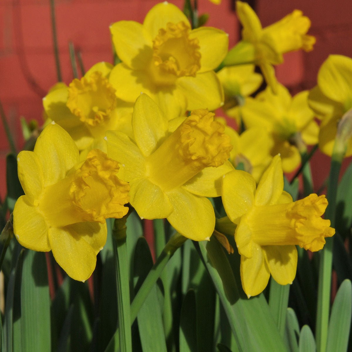Roundita - gele narcis - Fluwel