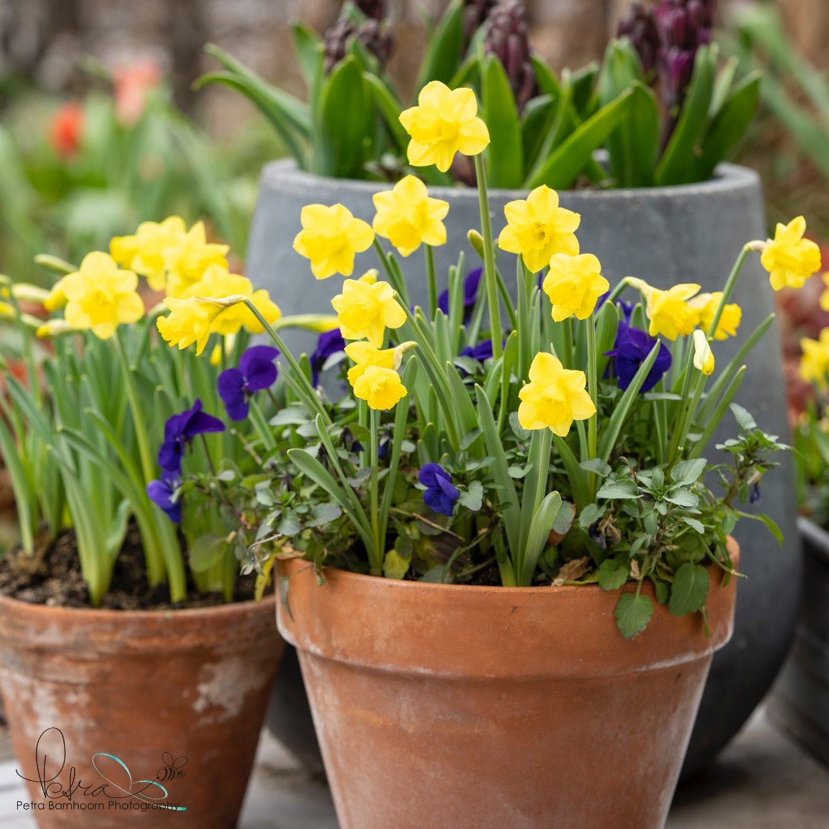 Roundita - Special Narcissus - Fluwel