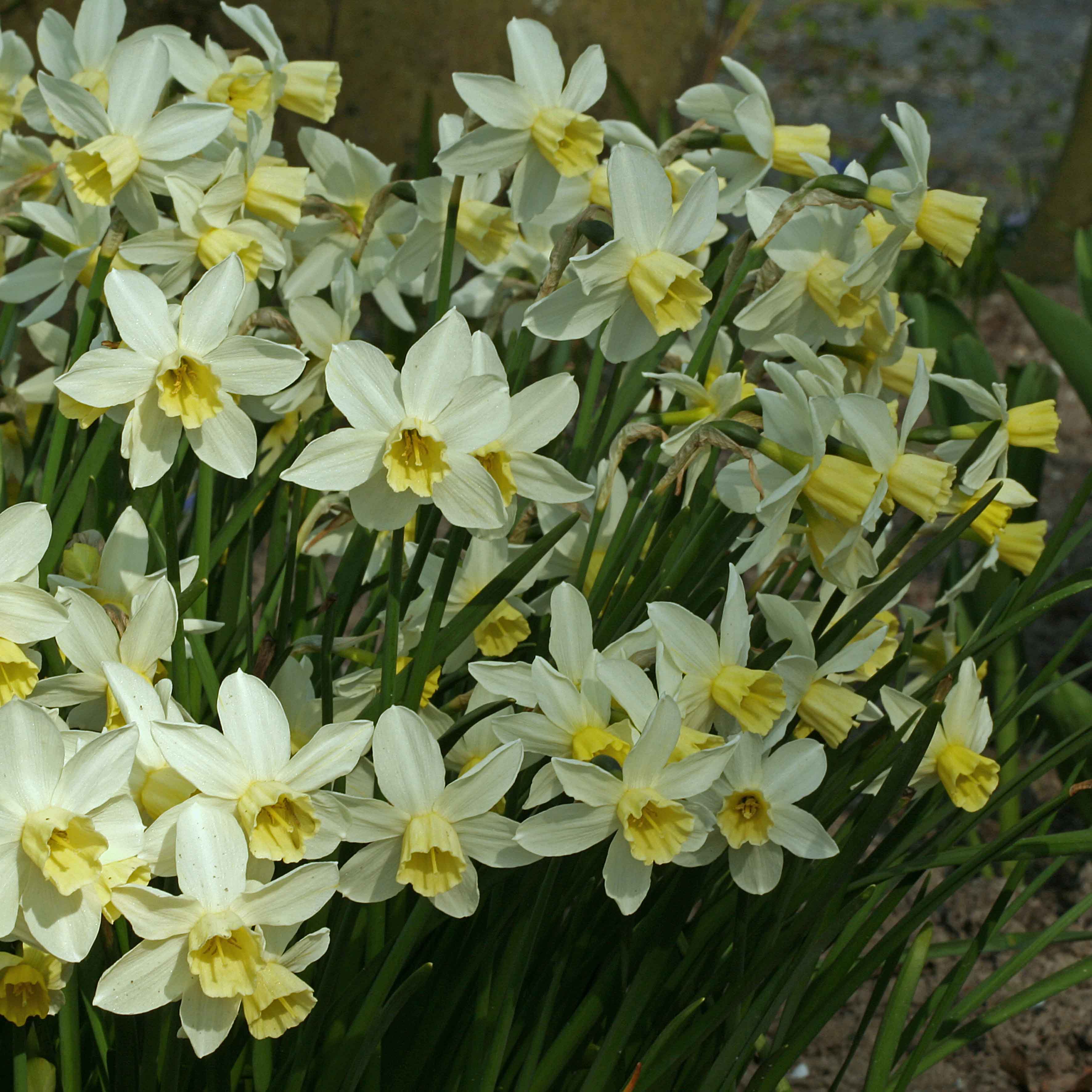 Sailboat - Narcissus - Fluwel