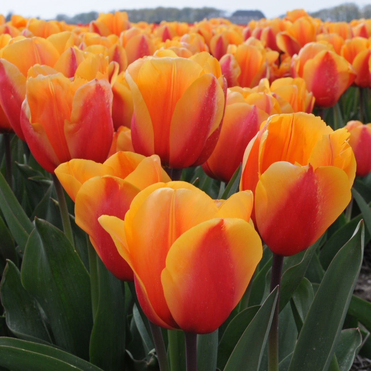Salmon Lalibela - Tulips - Fluwel