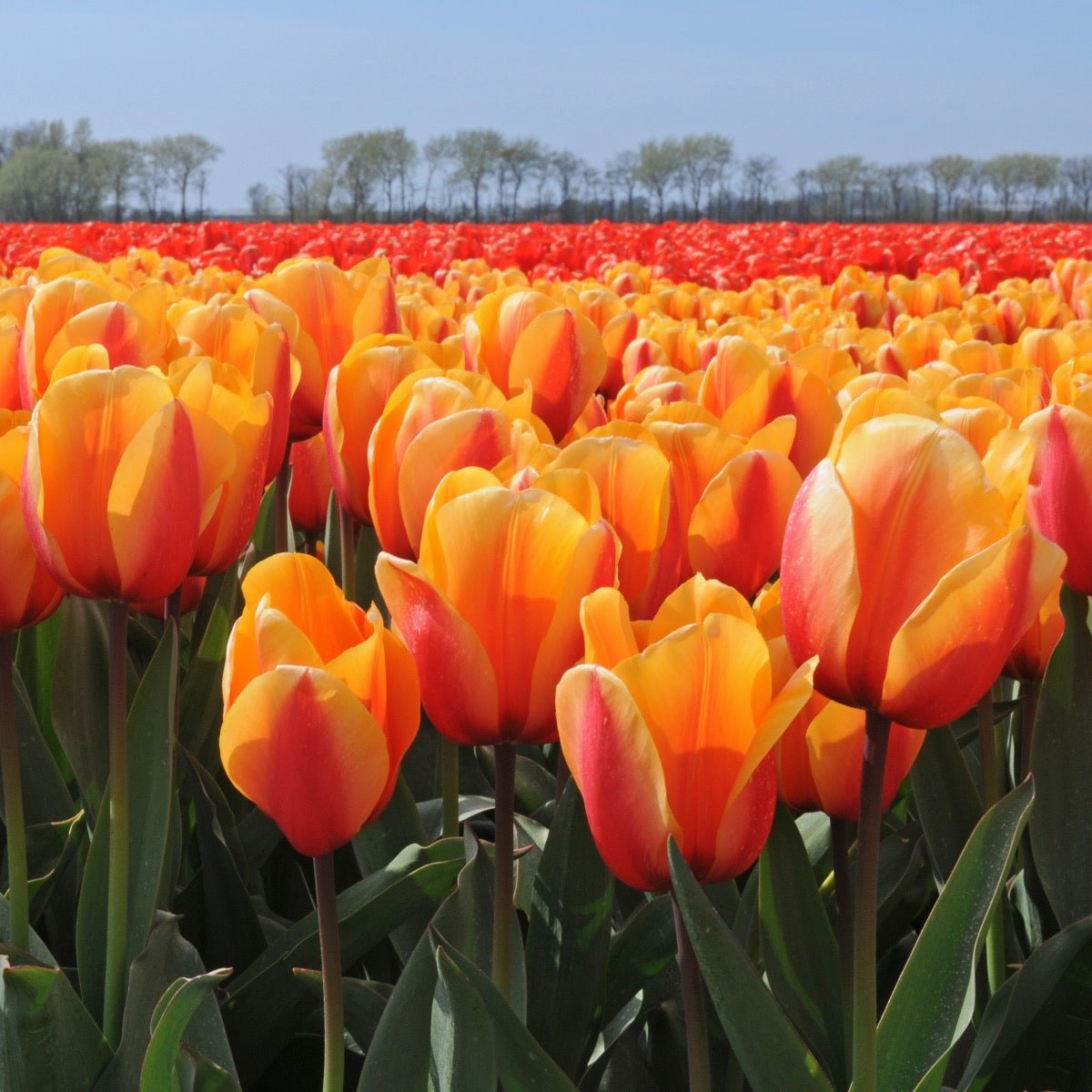 Salmon Lalibela - Tulips - Fluwel