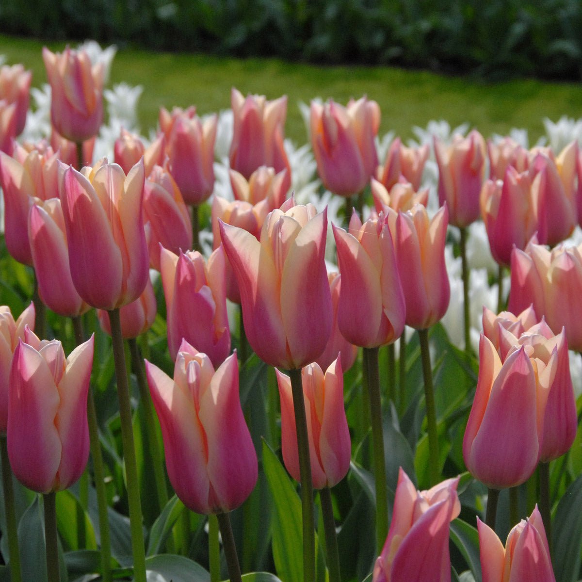 Sanne - Tulips - Fluwel