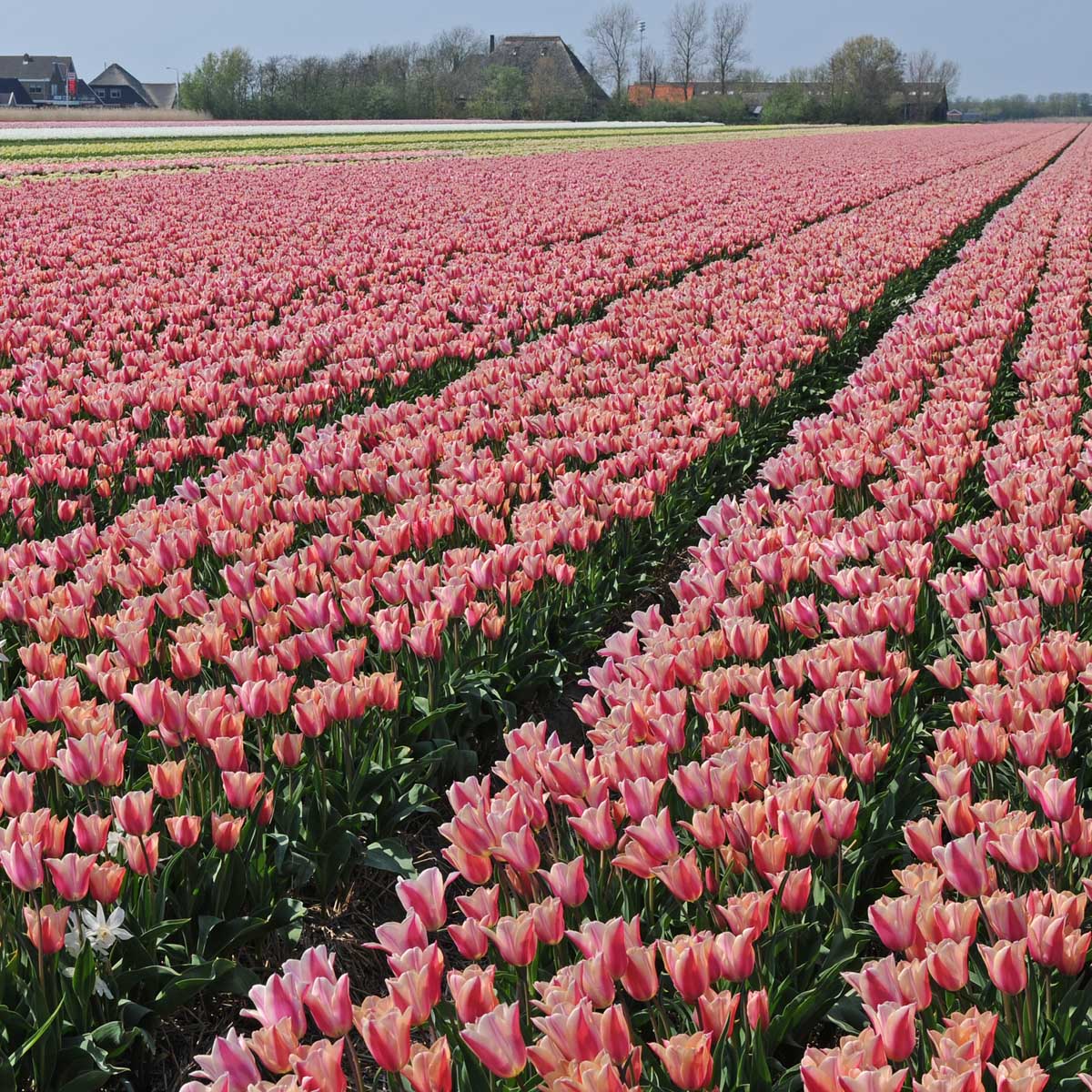 Sanne - Tulips - Fluwel