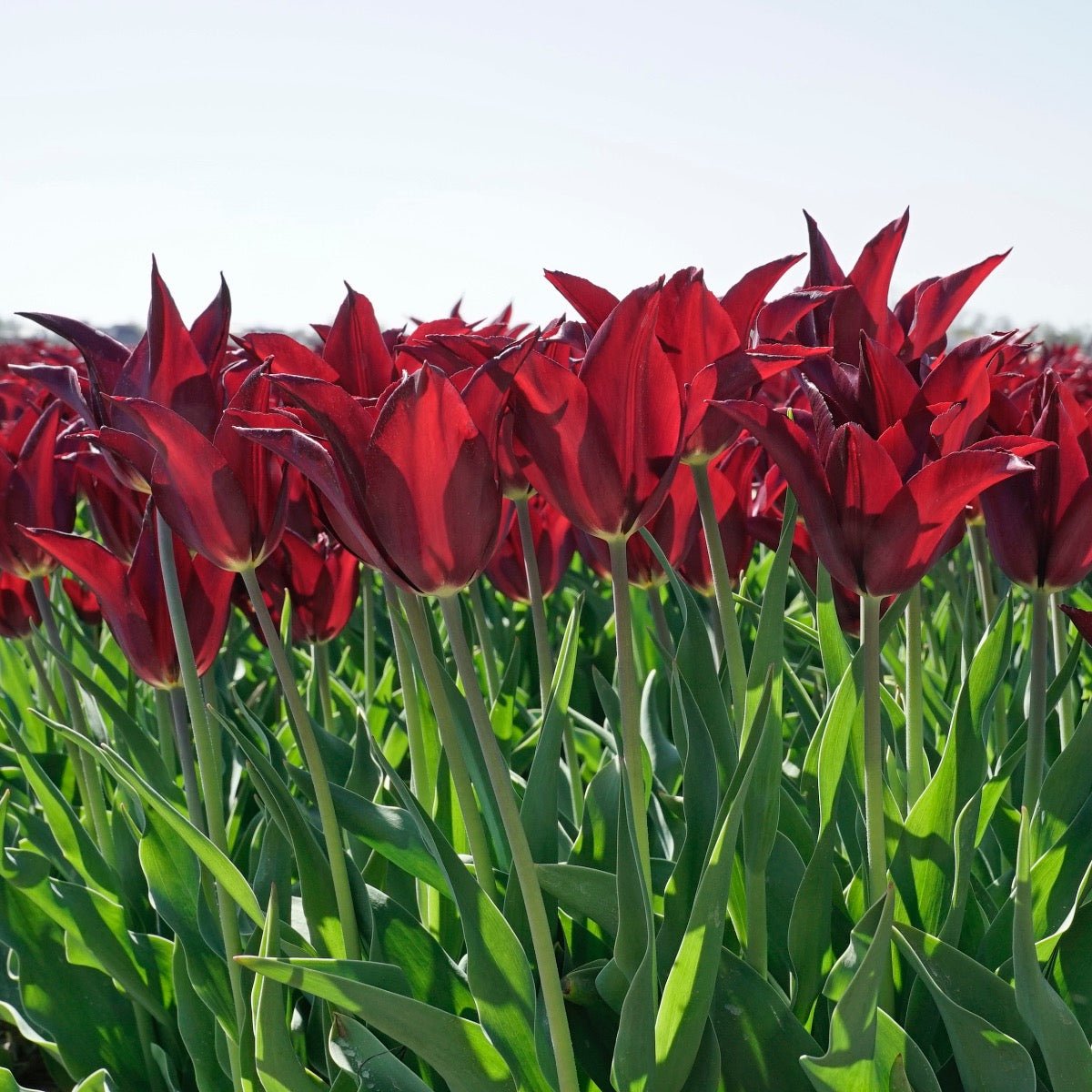 Sarah Raven - Tulips - Fluwel