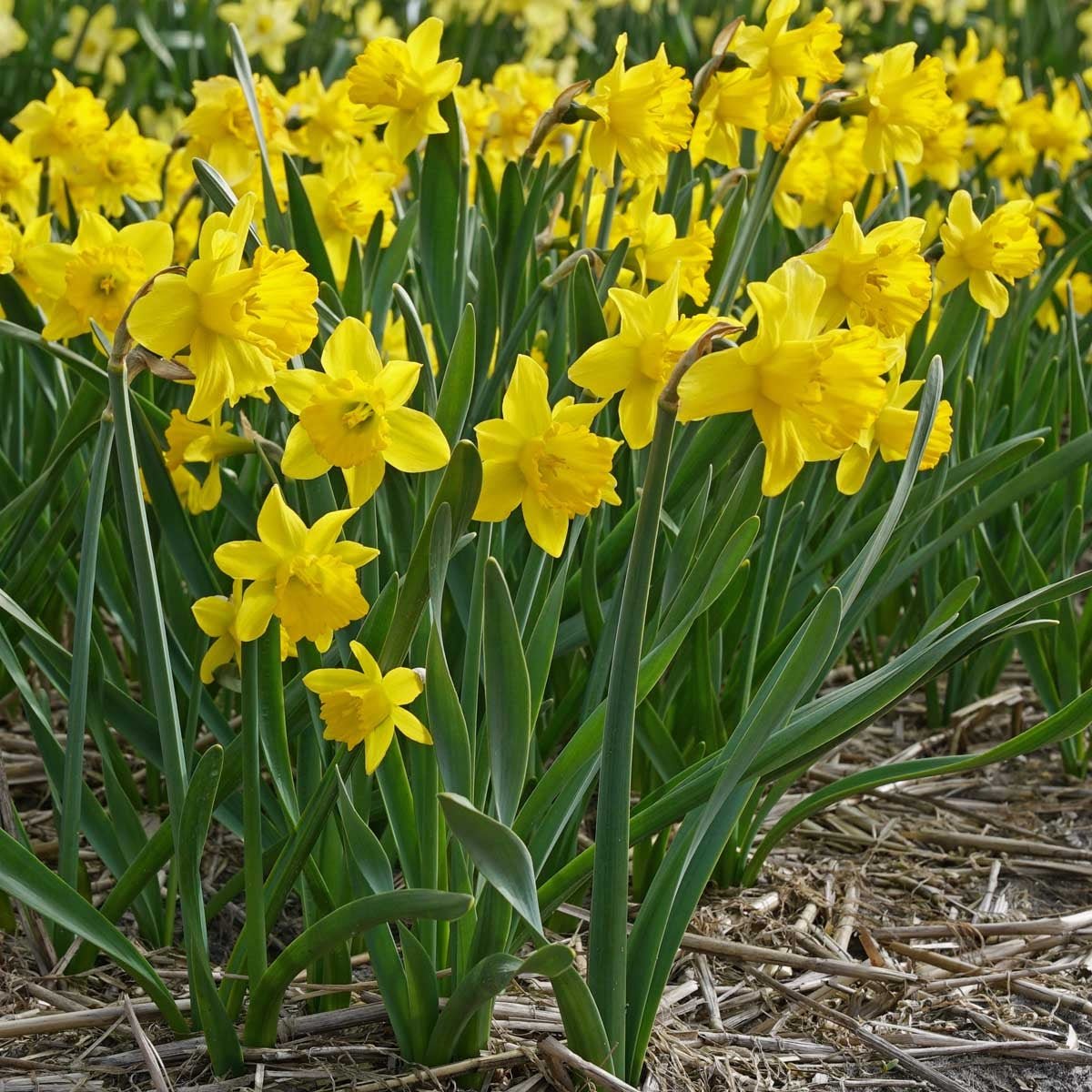 Say Cheese - Narcissus - Fluwel