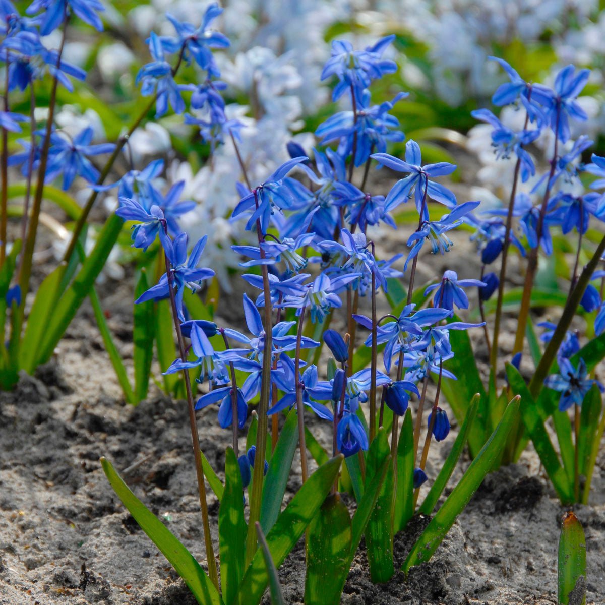 Scilla siberica - blauwe scilla - Fluwel