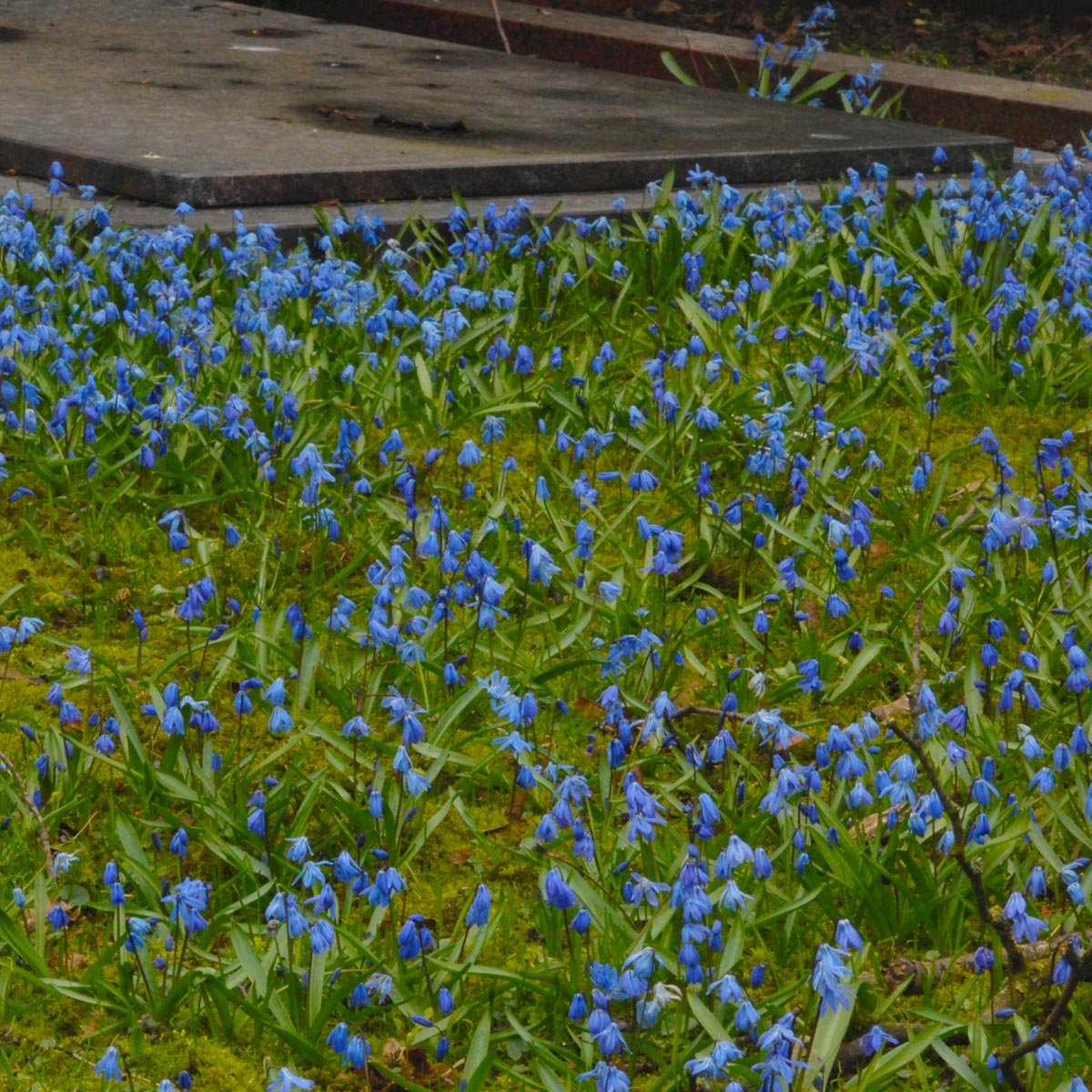 Scilla siberica - blauwe scilla - Fluwel