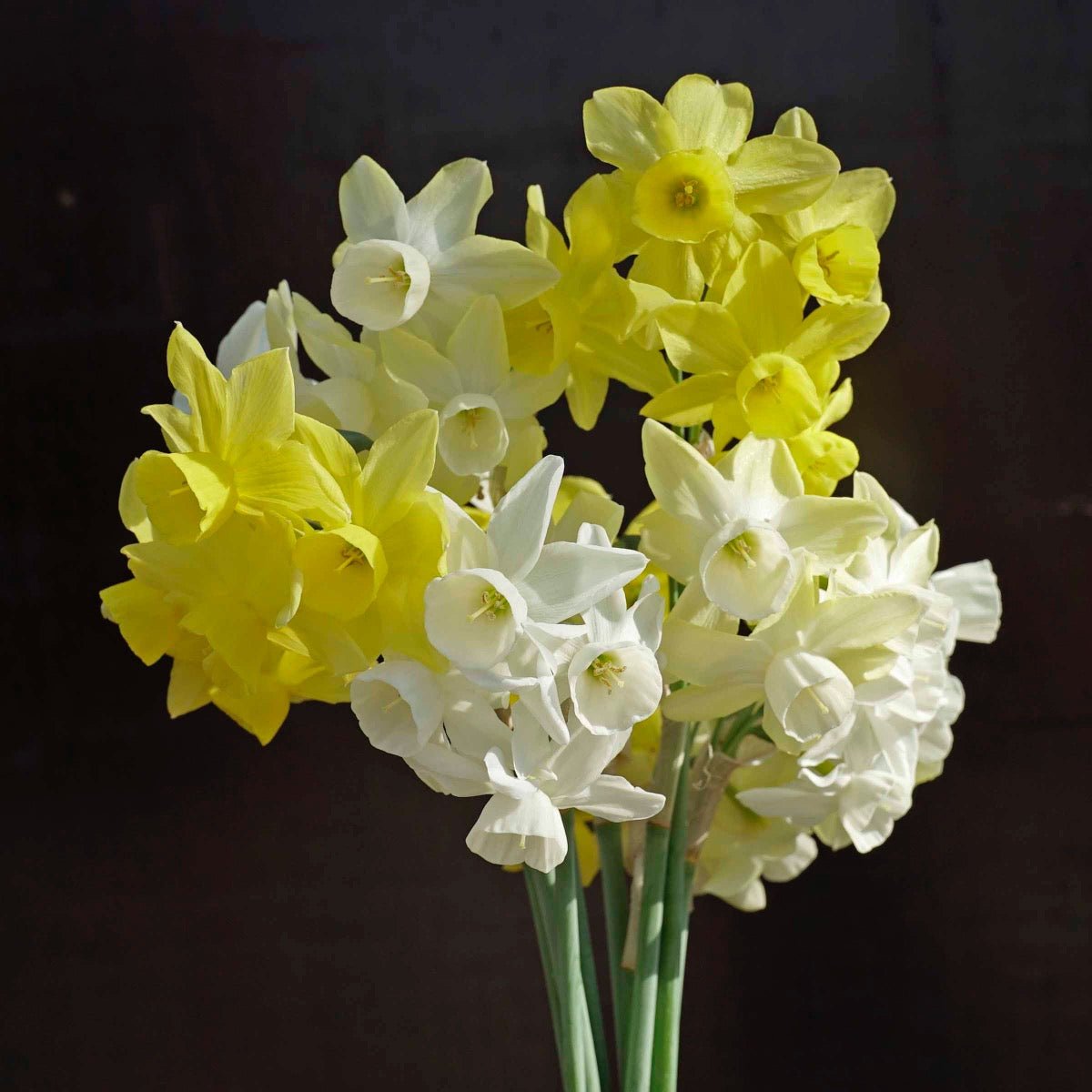 Sensation mix - Mixes - Fluwel