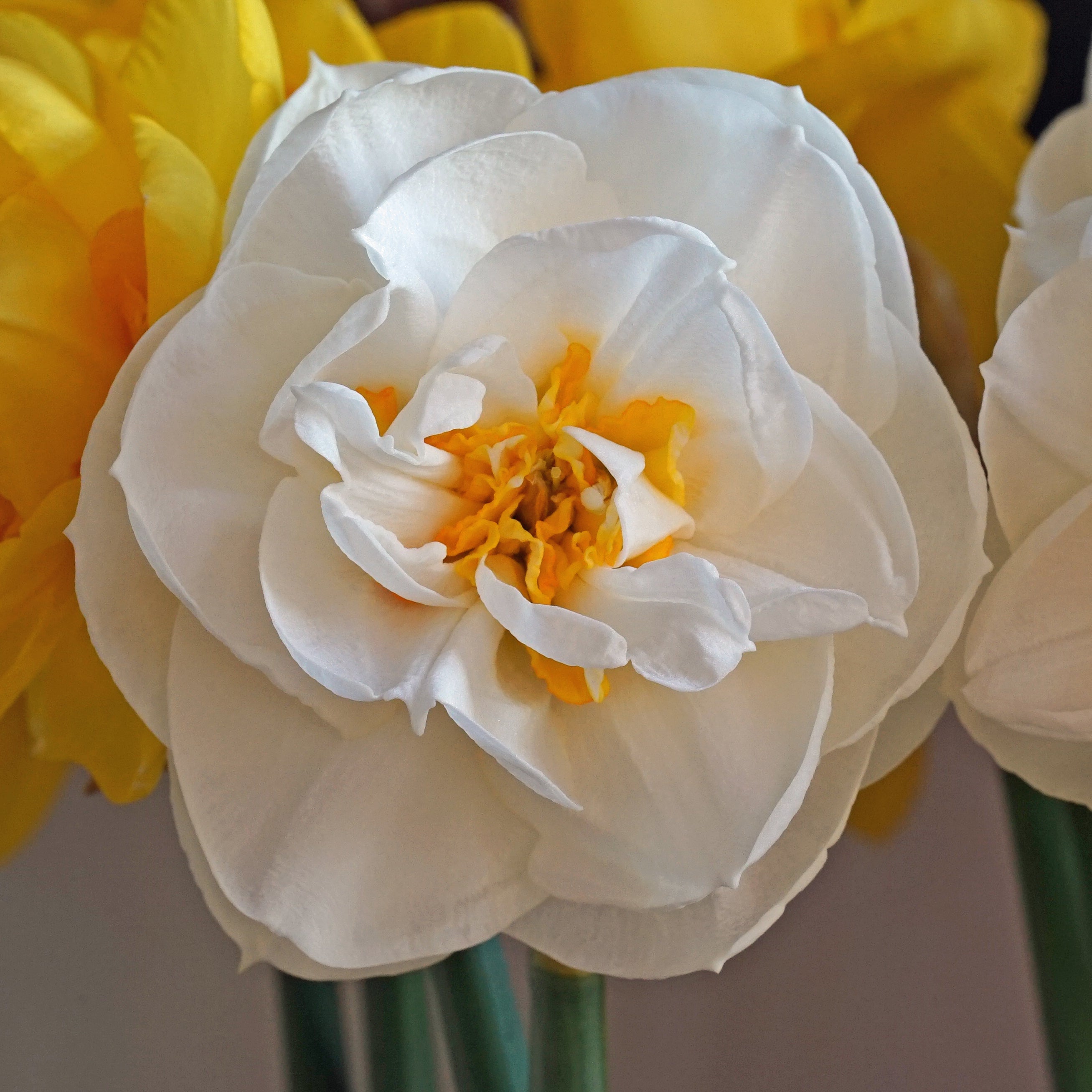 Serena Beach - Narcissus - Fluwel