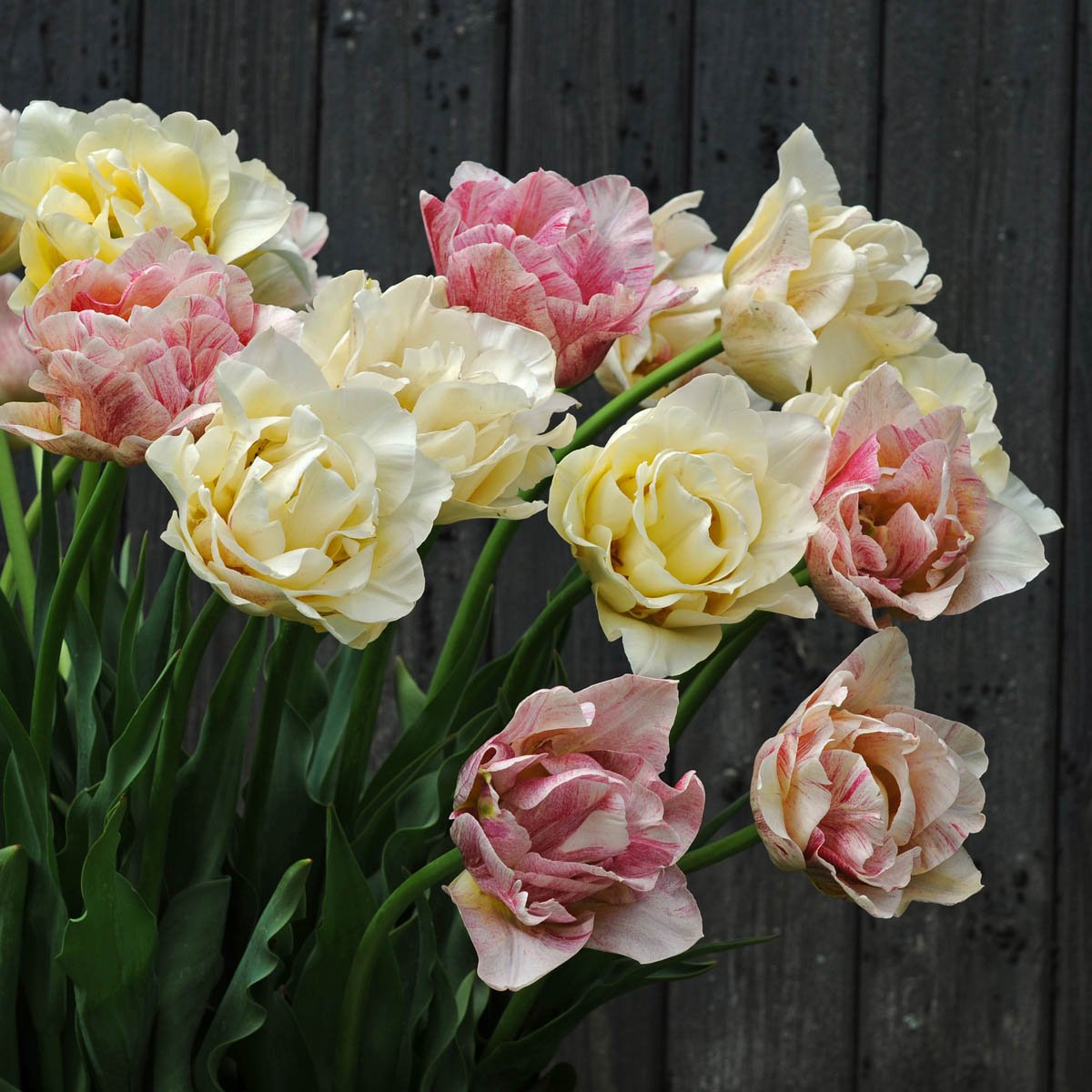 Silk Road - Tulips - Fluwel