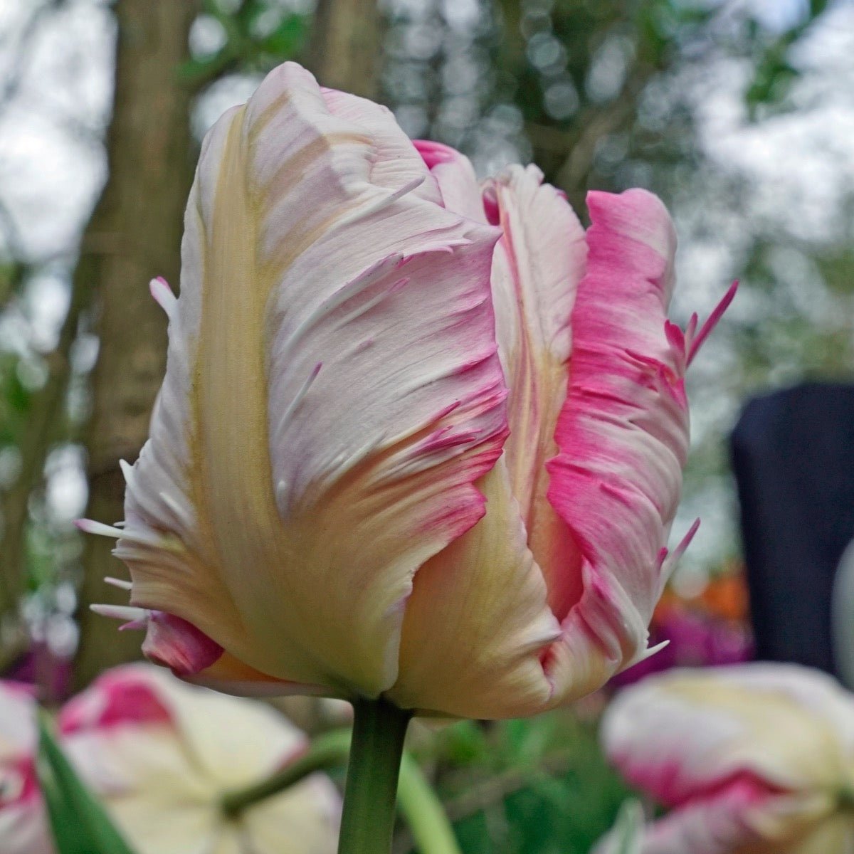 Silver Parrot - Tulips - Fluwel