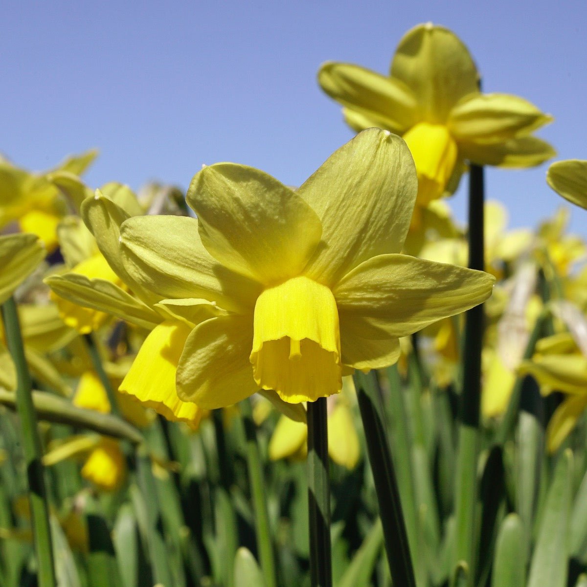 Sissy - Narcissus - Fluwel