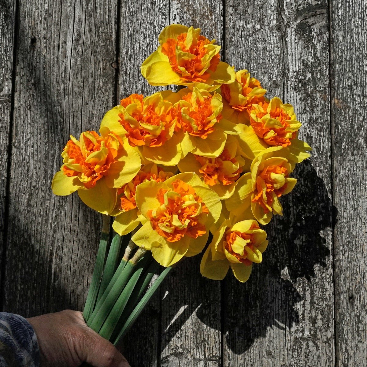 Sizzling Fire - Narcissus - Fluwel