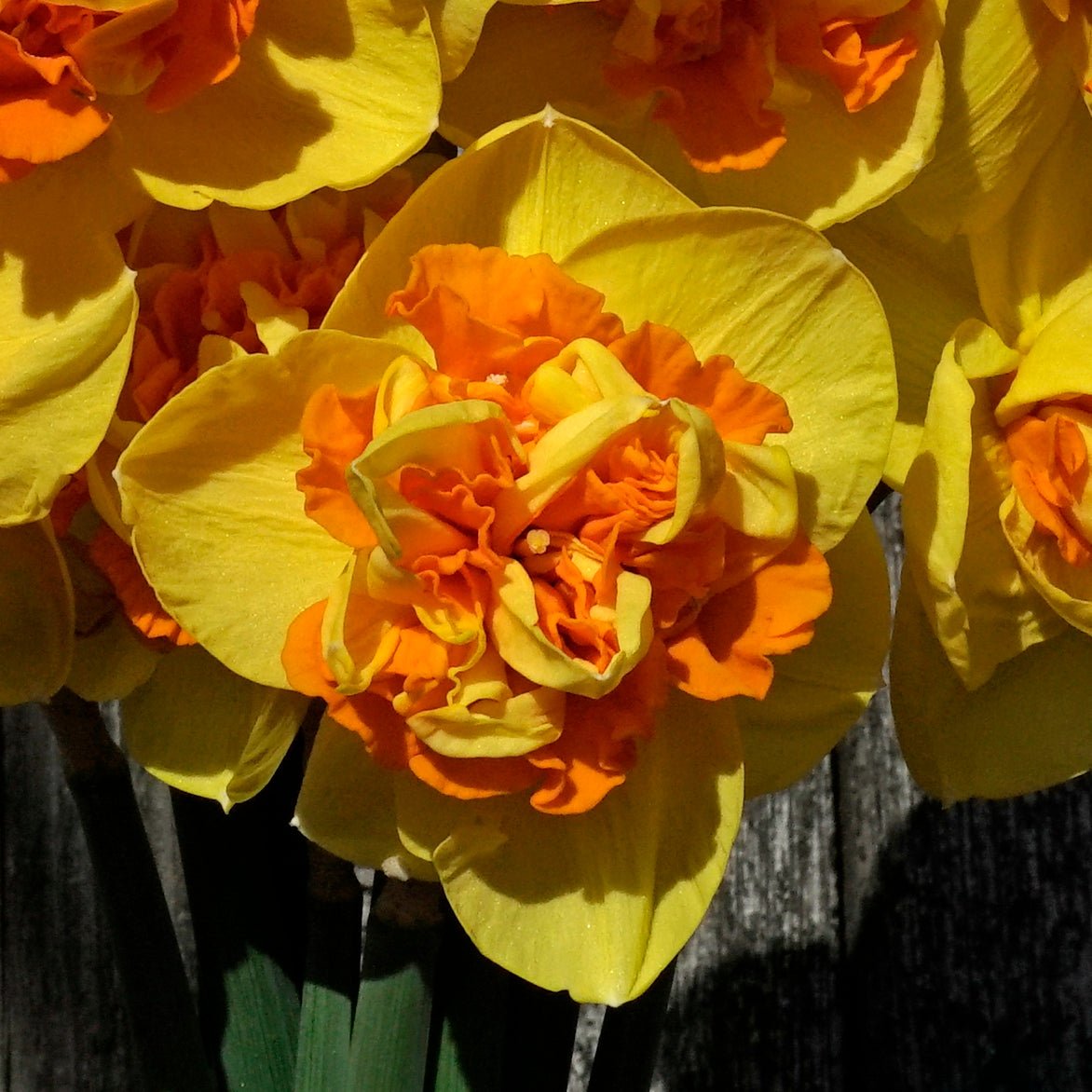 Sizzling Fire - Narcissus - Fluwel