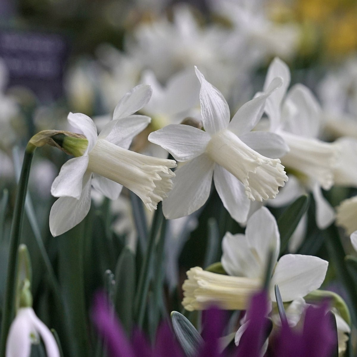 Snow Baby - witte Trumpet narcis - Fluwel