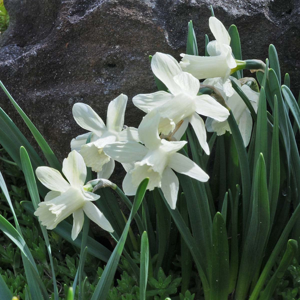 Snow Baby - witte Trumpet narcis - Fluwel