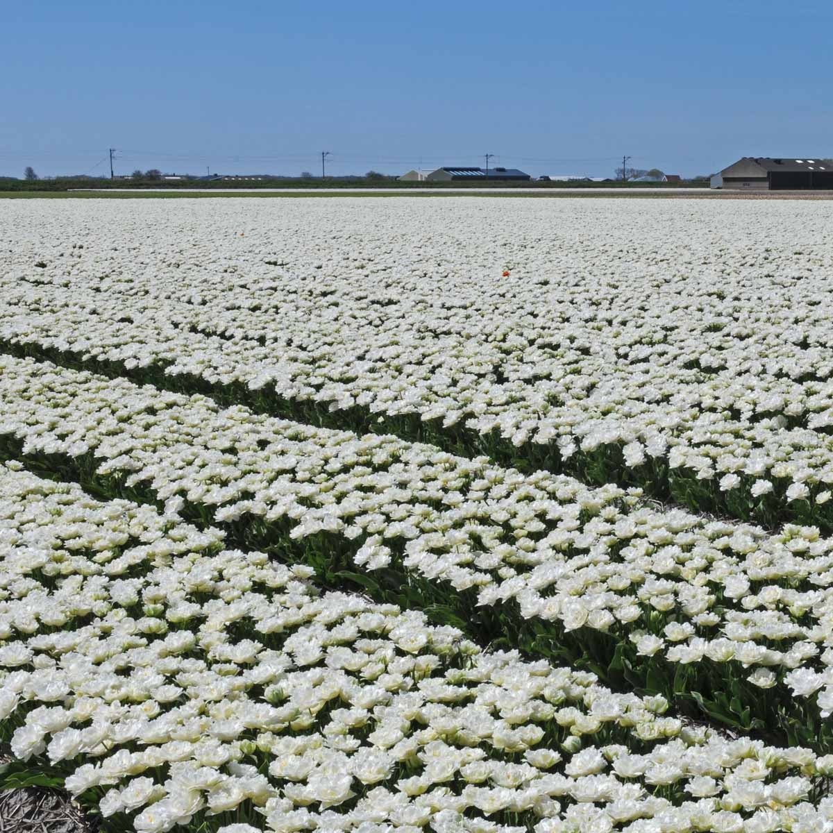Snow Crystal - Tulips - Fluwel