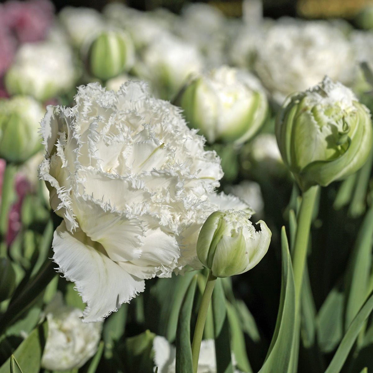 Snow Crystal - Tulips - Fluwel