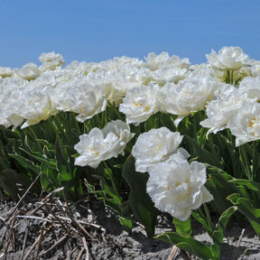 Snow Crystal - Tulips - Fluwel