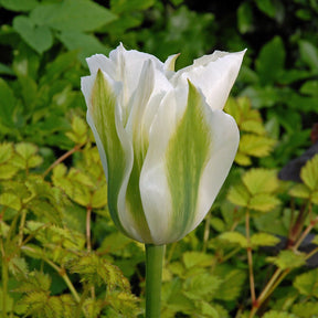 Spring Green - Tulips - Fluwel