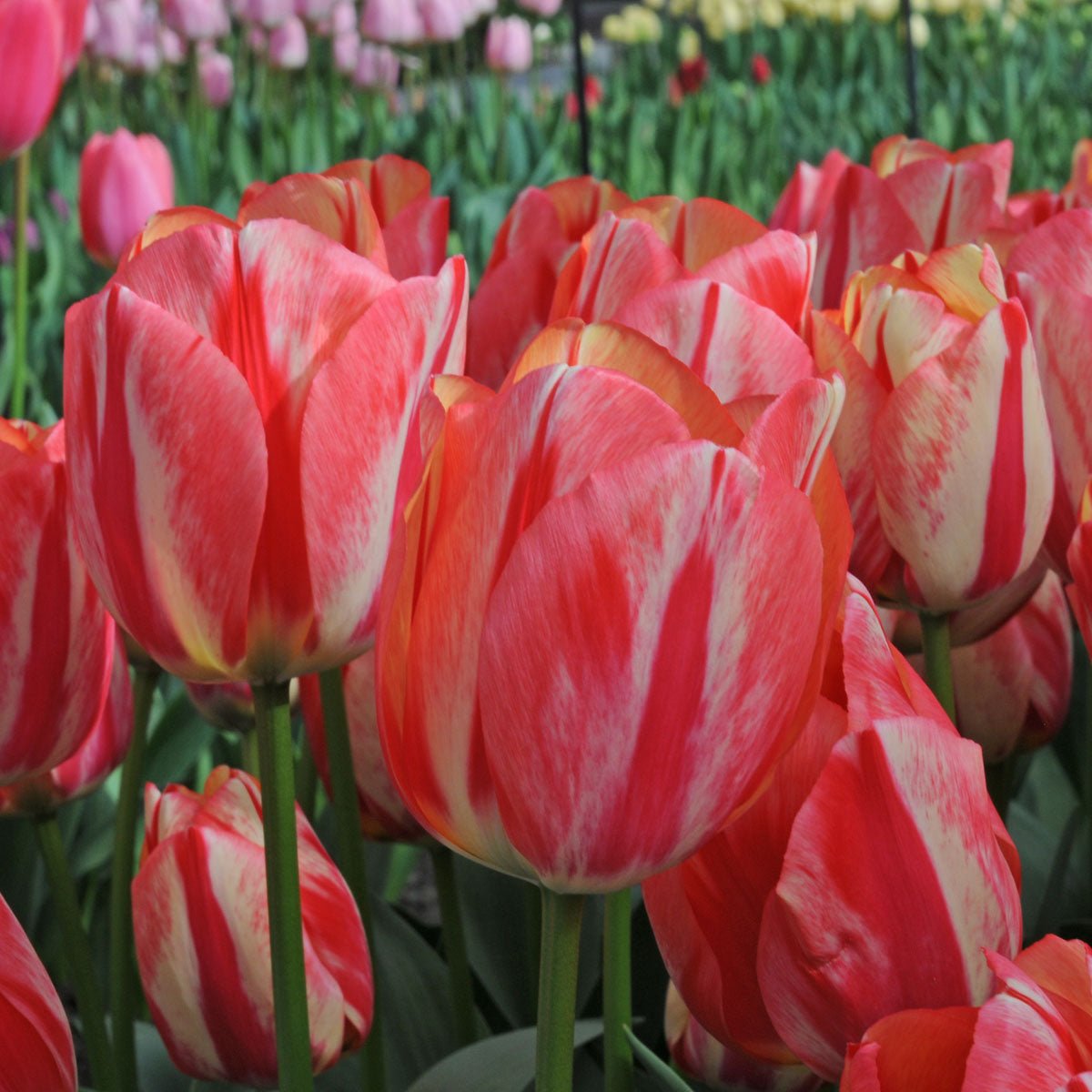 Spryng Break - Tulips - Fluwel