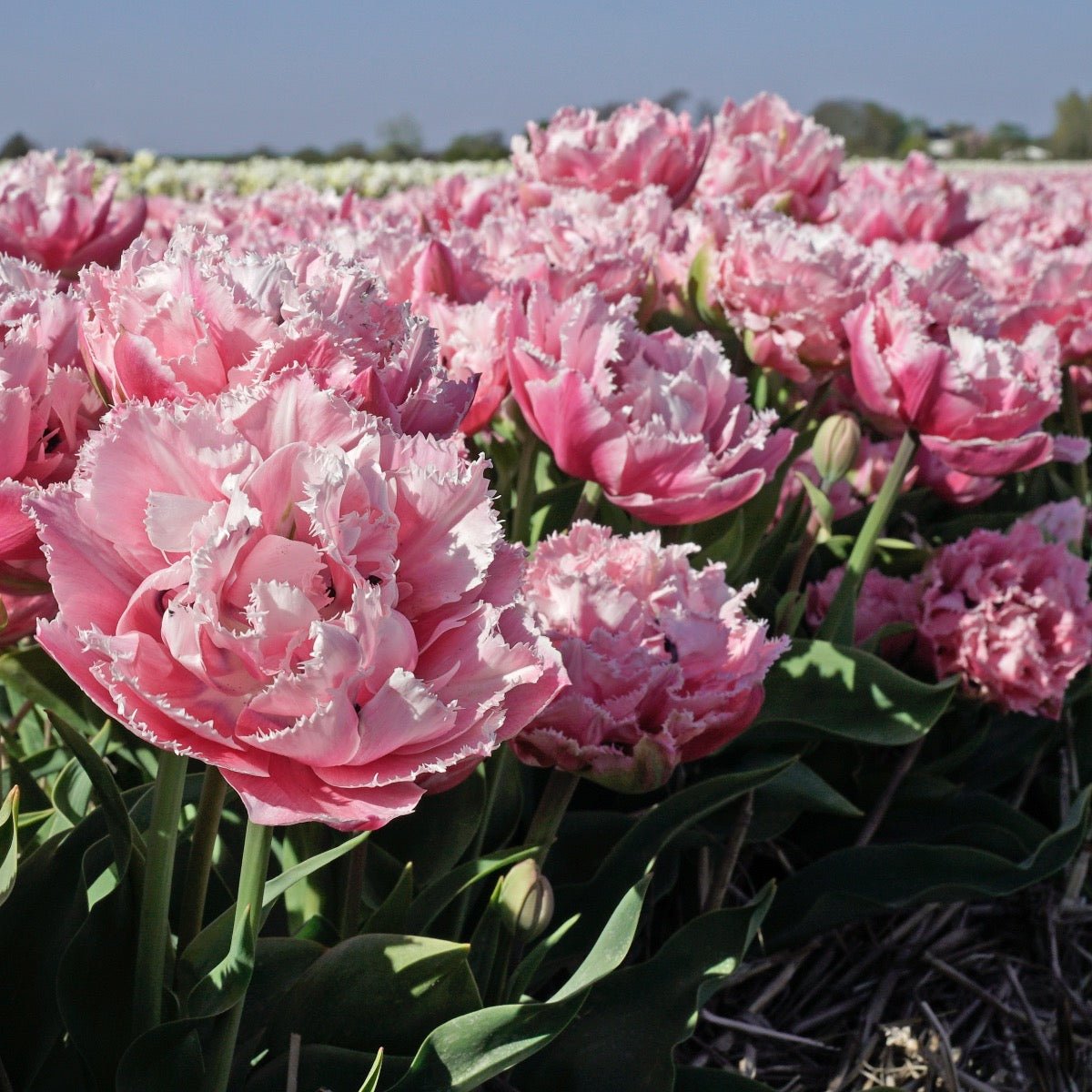 Sugar Crystal - Tulips - Fluwel