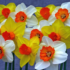 Sunshine Boys™ - Mixes - Fluwel