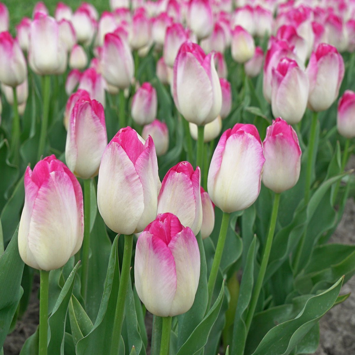 Supri Erotic - Tulips - Fluwel