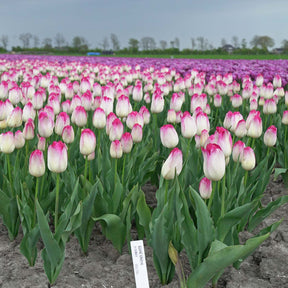 Supri Erotic - Tulips - Fluwel