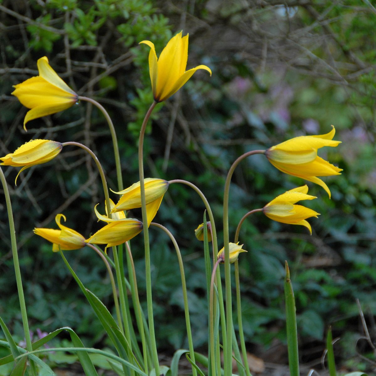 Sylvestris - Tulips - Fluwel