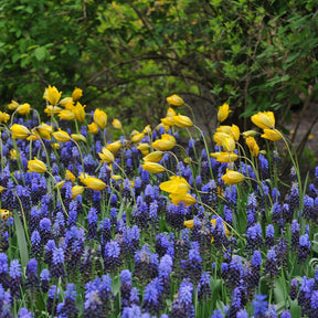 Sylvestris - Tulips - Fluwel
