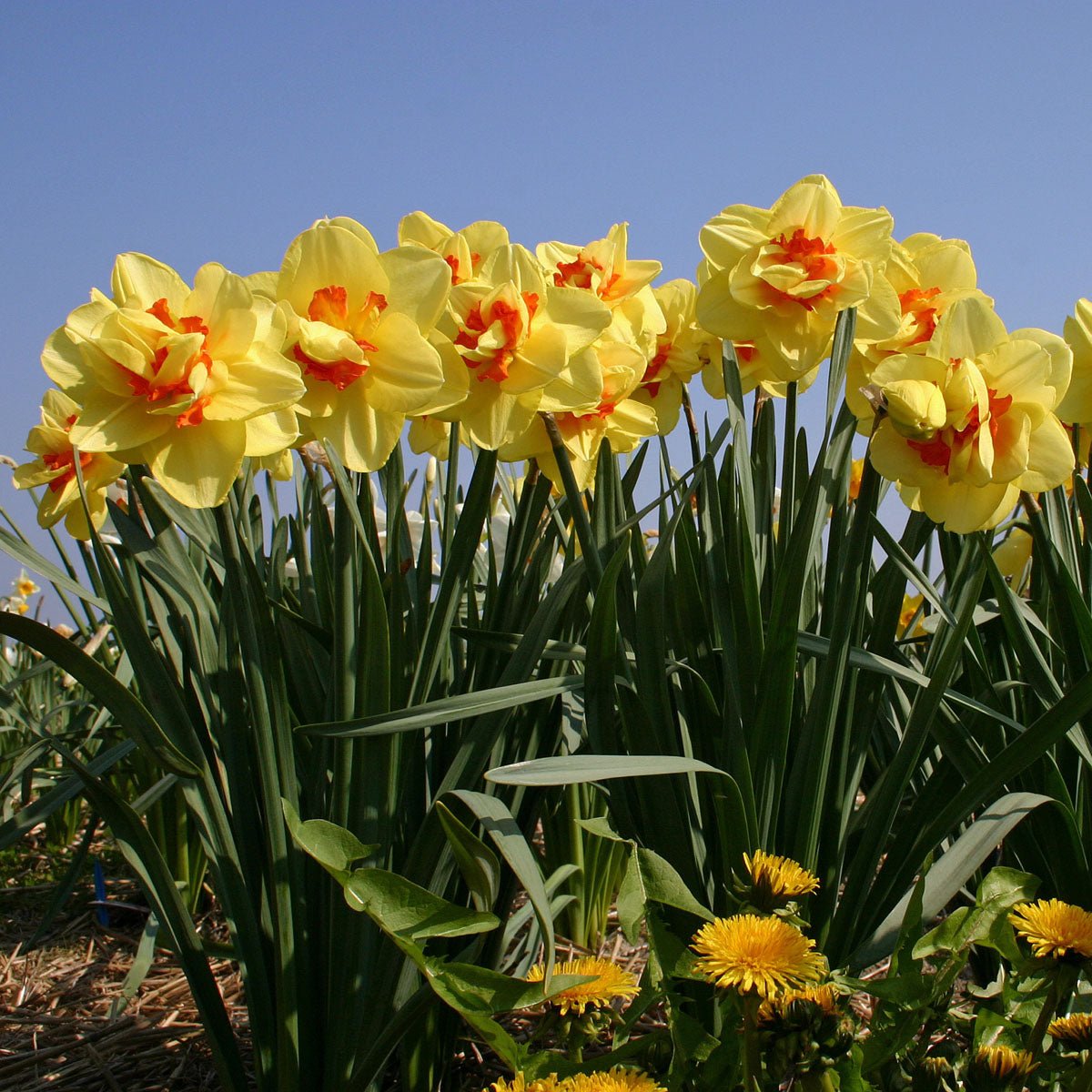 Tahiti - Narcissus - Fluwel