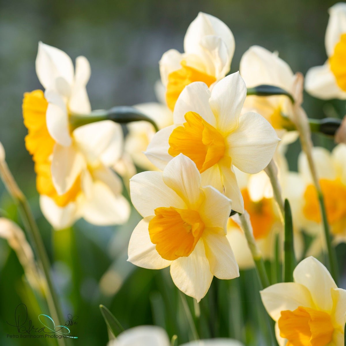Tangerine Beauty - Narcissus - Fluwel